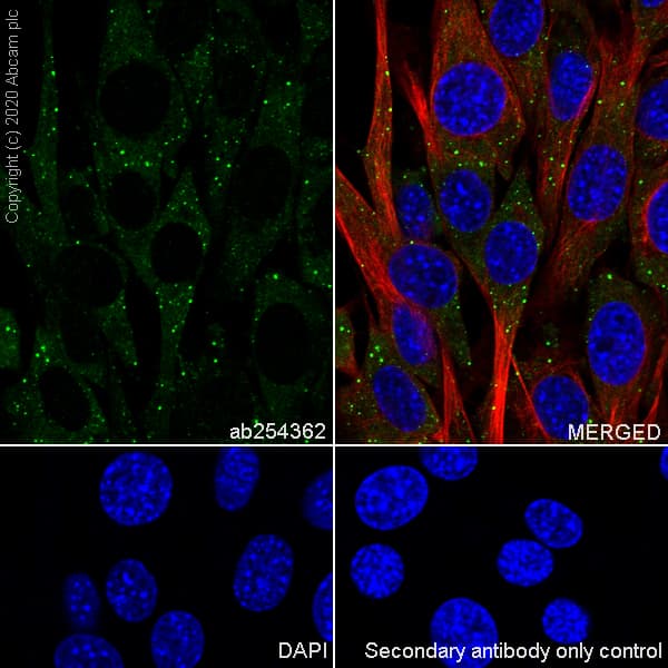 Anti-SCA2 antibody [EPR23630-49] - BSA and Azide free(ab275752)