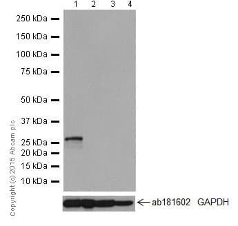 Kcnip4 Antibody Epr18314 Bsa And Azide Free Ab251403  Western Blot Img22757
