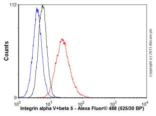Anti-Integrin alpha V+beta 5 antibody [P1F6](AB177004)