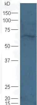 Kcna3 Antibody Ab216696  Western Blot Img77889