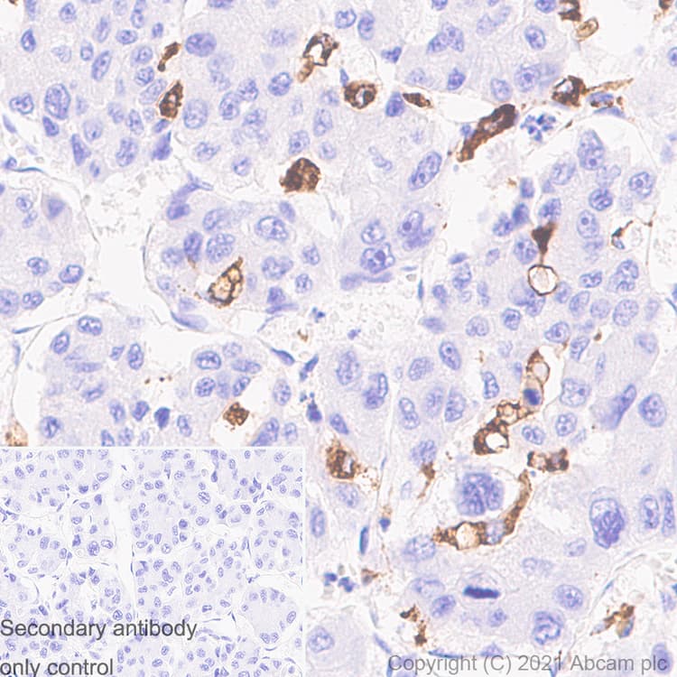 Anti-CD68 antibody [EPR20545] - Mouse IgG1 (Chimeric)(AB283316)