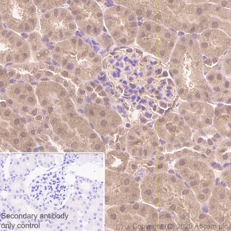 Anti-FADD antibody [EPR5030] - BSA and Azide free(AB229444)