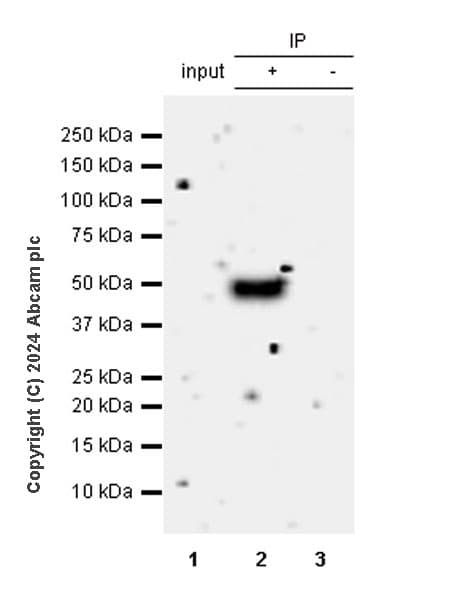 Anti-BRN3A + BRN3B + BRN3C antibody [EPR26313-54](AB317492)