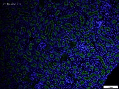 Anti-Lrp2 / Megalin antibody(AB76969)