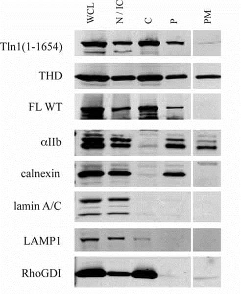 Anti-LAMP1 antibody [LY1C6](AB13523)