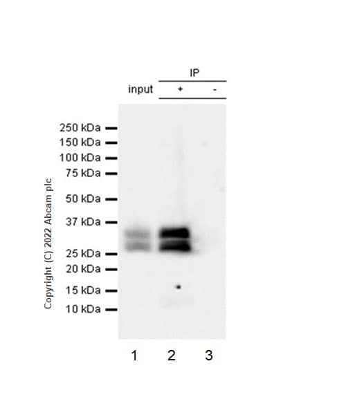 Anti-TREX1 antibody [EPR25101-12] (BSA and Azide free)(AB300446)