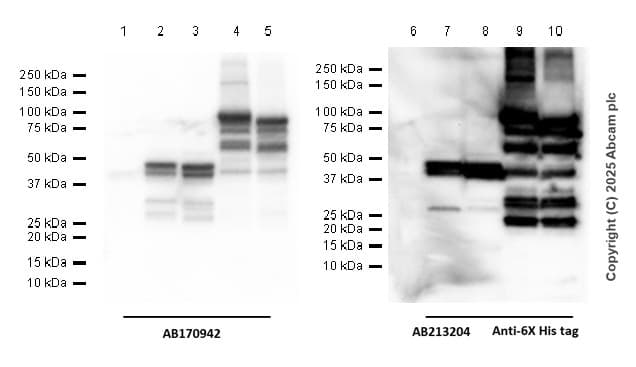 Anti-C4a antibody [EPR10143] - BSA and Azide free(AB249610)
