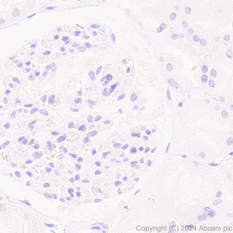 Muc17 Antibody Epr28482 85 Ab316971  Immunohistochemistry Formalin Pfa Fixed Paraffin Embedded Sections Img429268