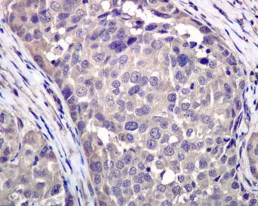 Anti-VCP antibody [EPR3307(2)](AB109240)
