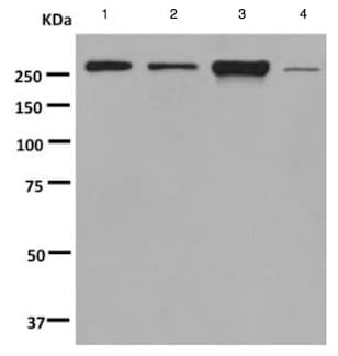 Anti-CAMSAP2 antibody [EPR7718(B)] - BSA and Azide free(AB248906)