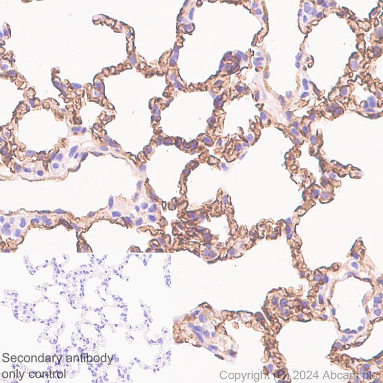 Cd34 Antibody Rm2052 Bsa And Azide Free Ab317589  Immunohistochemistry Formalin Pfa Fixed Paraffin Embedded Sections Img431386