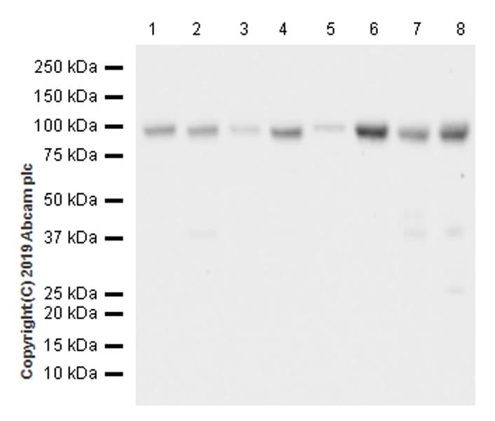Anti-NUP98 antibody [EPR22818-128](AB234434)