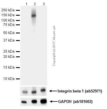 Anti-Integrin beta 1 (phospho Y783) antibody [EP974(2)Y] - BSA and Azide free(AB284706)