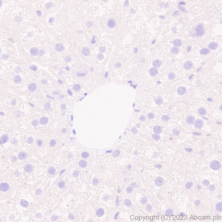 Anti-Aldose reductase antibody [EPR28780-7] - BSA and Azide free(AB316017)