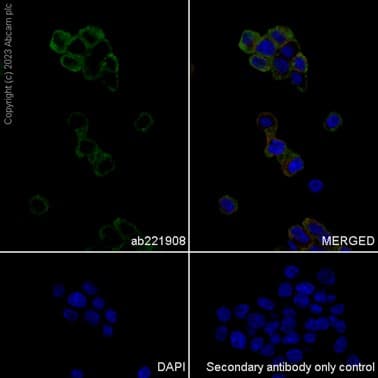 Anti-beta Synuclein antibody [EP1537Y] - BSA and Azide free(AB221908)