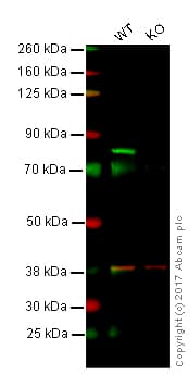 Anti-c-Myb antibody [EPR718(2)](AB109127)