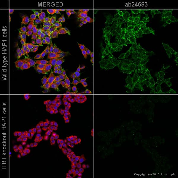 Anti-Integrin beta 1 antibody [P5D2](ab24693)
