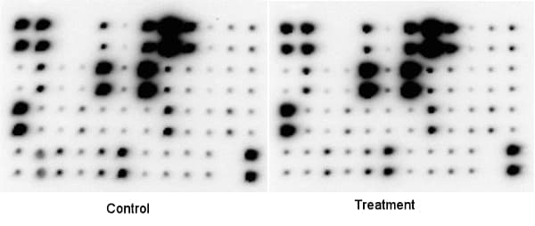 Cytokine Array - Human Cytokine Antibody Array (Membrane, 42 Targets)(AB133997)
