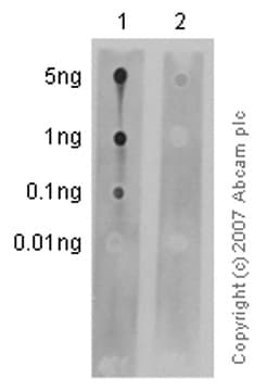Vimentin Phospho S82 Antibody Ep1071y Bsa And Azide Free Ab284697  Dot Blot Img6556