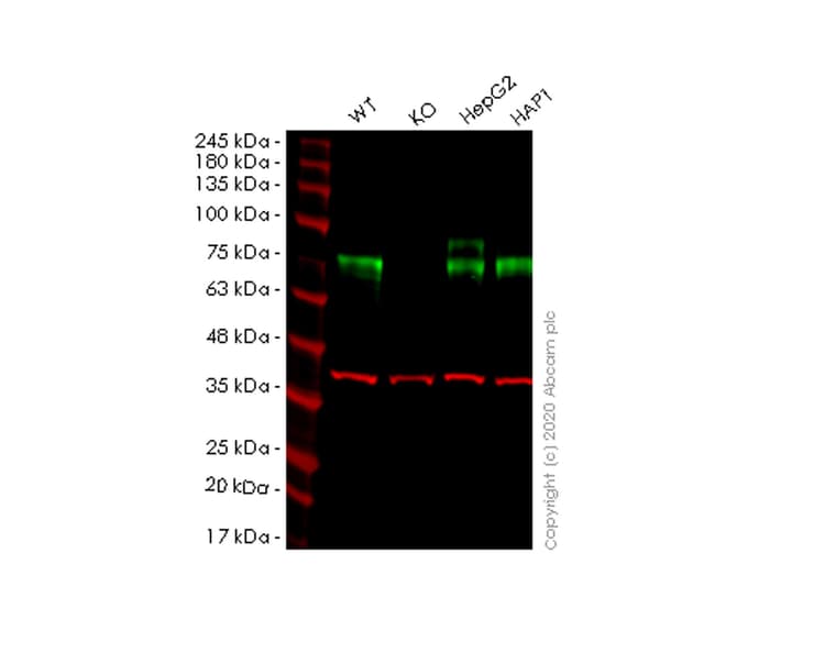 Granulin Antibody Epr15864 Low Endotoxin Azide Free Ab225532  Western Blot Img695