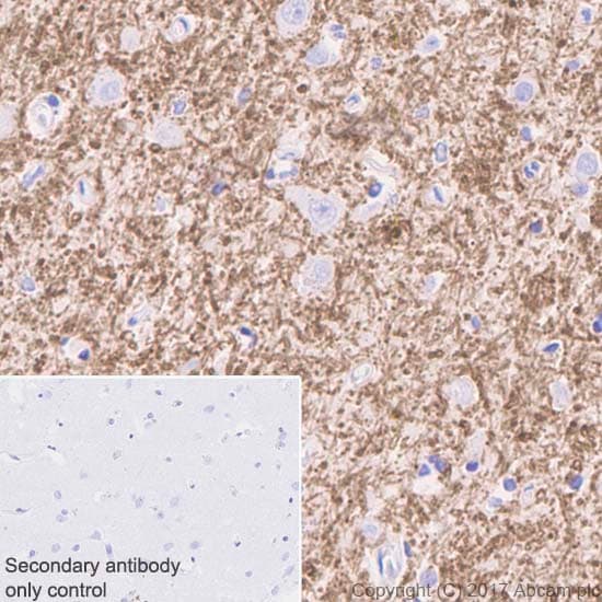 Mature Oligodendrocyte Marker (Olig2, MBP, MOG, SOX10) Antibody Sampler Panel - Human, Mouse(AB254026)