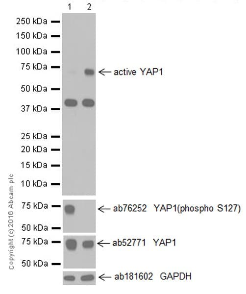 Anti-active YAP1 antibody [EPR19812](AB205270)