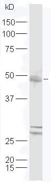 Dpagt1 Gpt Antibody Ab214179  Western Blot Img93511