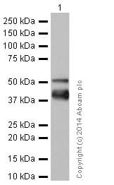 Anti-Cytokeratin 7 antibody [EPR17078] - Cytoskeleton Marker(AB181598)
