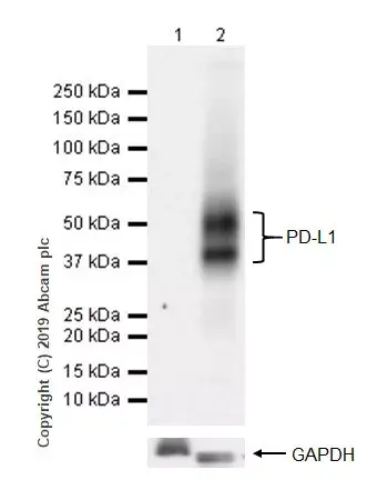 Anti-PD-L1 antibody [CAL10](AB237726)