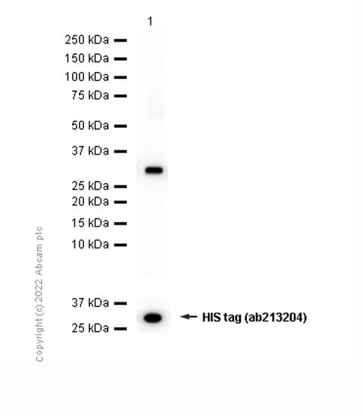Anti-IRS1 antibody [EP260Y] - BSA and Azide free(AB232463)