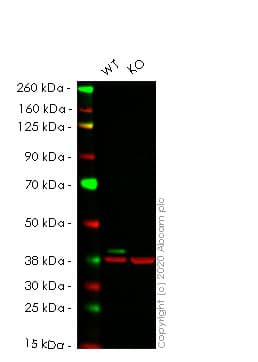 Erk2 Antibody E460 Bsa And Azide Free Ab214170  Western Blot Img143234