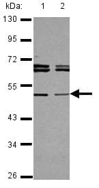 Anti-TAPBP-R antibody(AB127190)