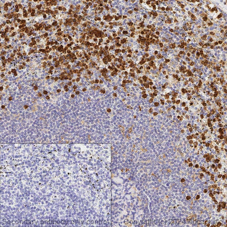 Anti-CD11b antibody [EPR1344] - BSA and Azide free(AB209970)