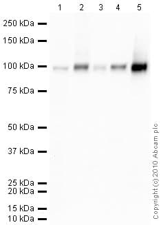 Anti-alpha 1 Sodium Potassium ATPase antibody [464.6](AB7671)