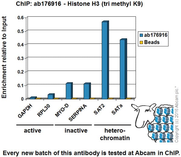 Anti-Histone H3 (tri methyl K9) antibody [EPR16601] - ChIP Grade(AB176916)