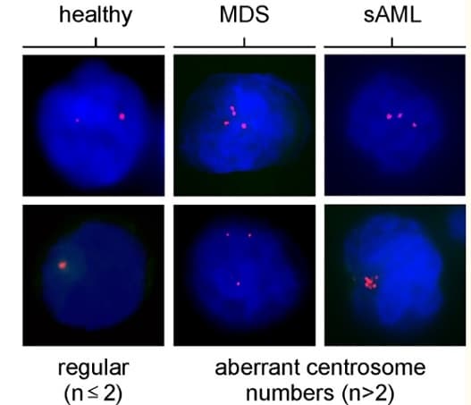 Anti-Pericentrin antibody - Centrosome Marker(ab4448)
