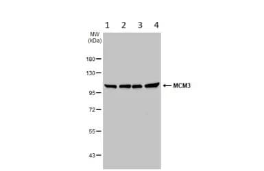 Anti-MCM3 antibody(AB272877)