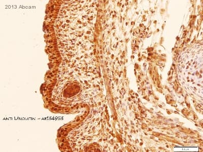 Anti-Ubiquitin antibody [EPR8830](AB134953)