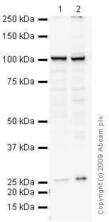 Anti-Transportin 1/MIP antibody [D45](AB10303)