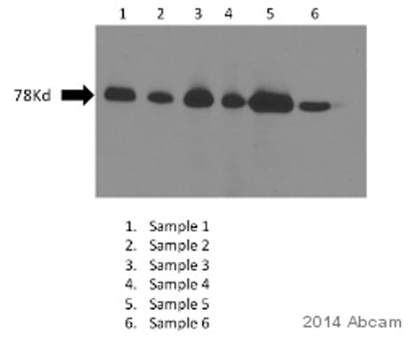 HRP Anti-DDDDK tag (Binds to FLAG® tag sequence) antibody [M2](AB49763)