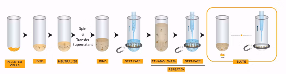 Beckman Dna Plasmid Purification Genomics Cosmcprep Workflow Product Image2 En