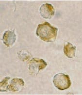 Ndel1 Antibody Ab25959  Immunocytochemistry Immunofluorescence Img111982