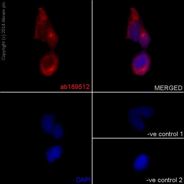 Gbf1 Antibody Epr14889 C Terminal Ab189512  Immunocytochemistry Immunofluorescence Img125967