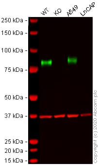 Ab263938  Western Blot Img101243