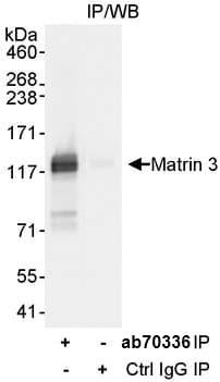 Anti-Matrin 3 antibody(ab70336)