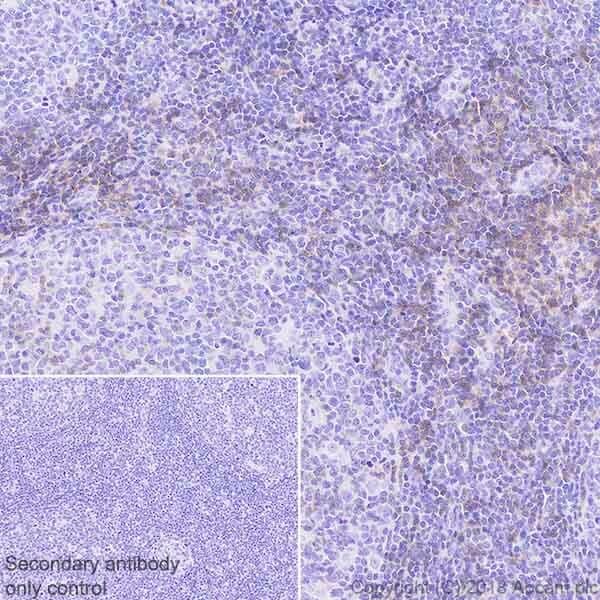 Anti-CD28 antibody [EPR22076](AB243228)