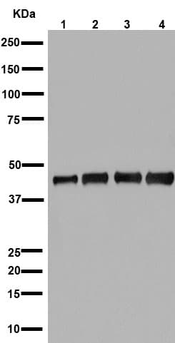 Anti-MEK1 + MEK2 antibody [EPR16667](AB178876)