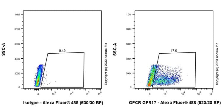 Anti-GPCR GPR17 antibody [EPR26423-34](AB316105)