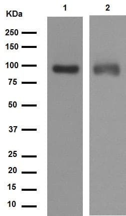 Anti-LRP1 antibody [EPR3724](AB92544)