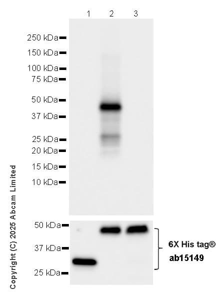 Anti-6X His tag® antibody [AD1.1.10](AB15149)